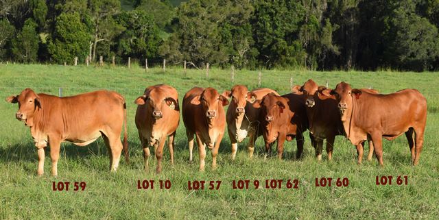 DNF Sale heifers 2016